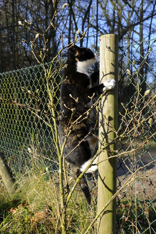 Katze(6)