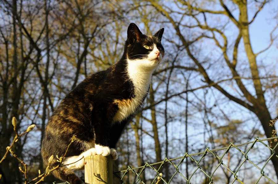 Katze(9)