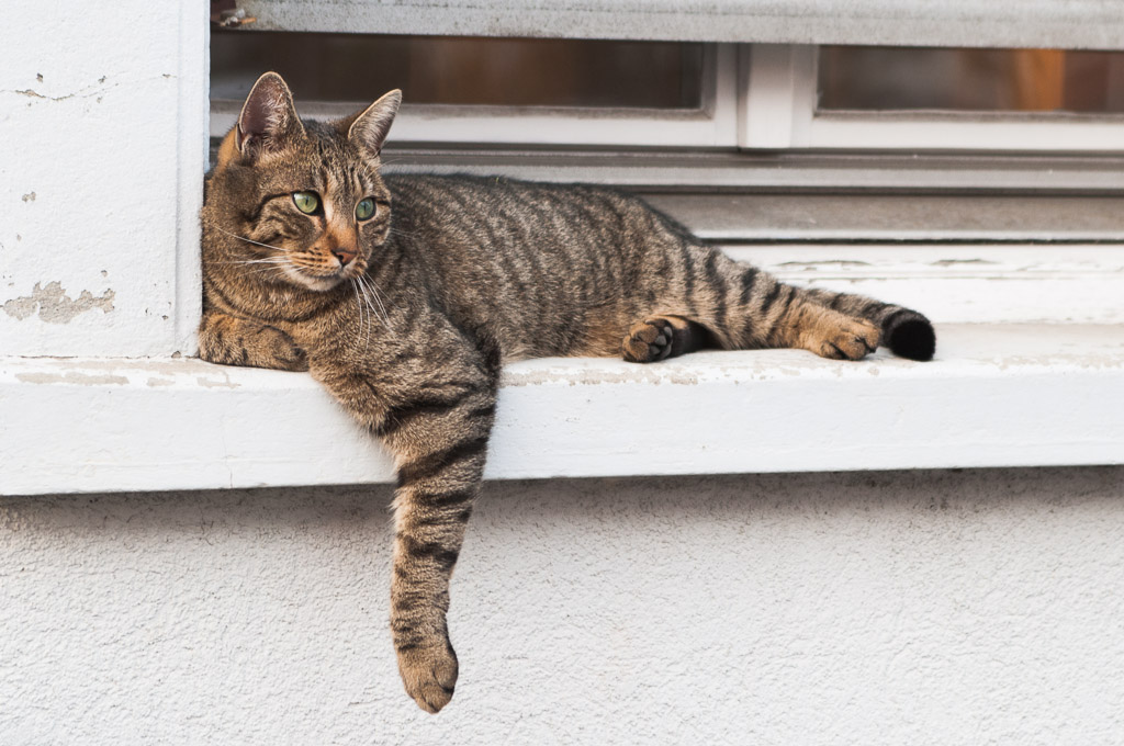 Katze am Fenster DSC4366