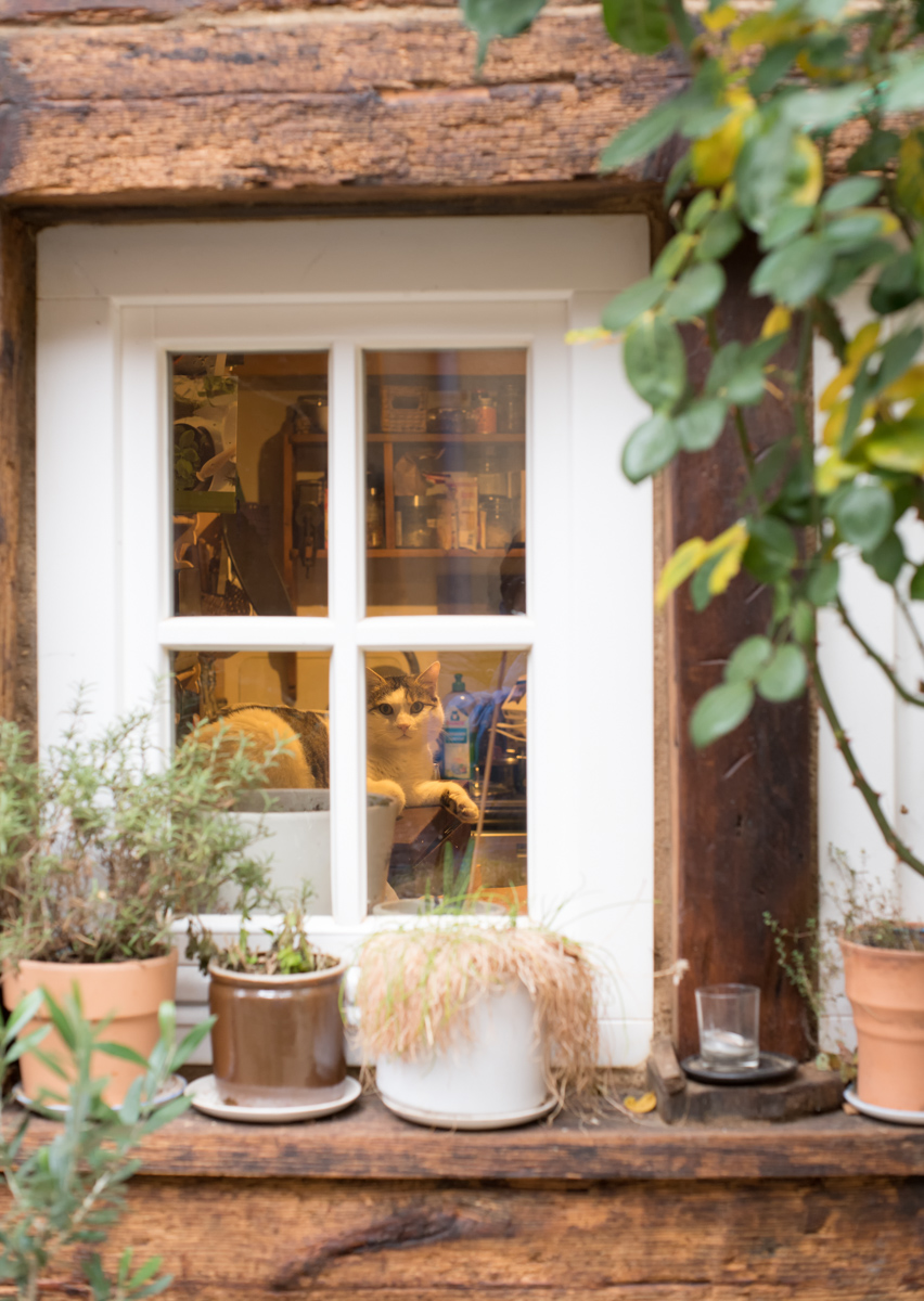 Katze am Fenster.jpg