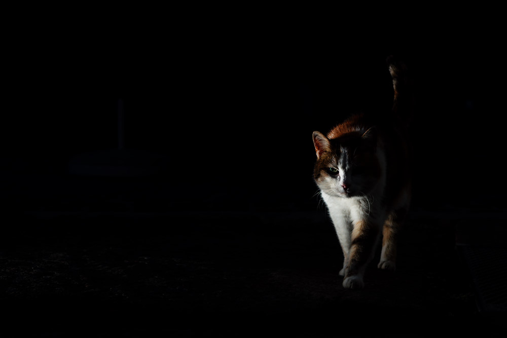 Katze auf der Jagd