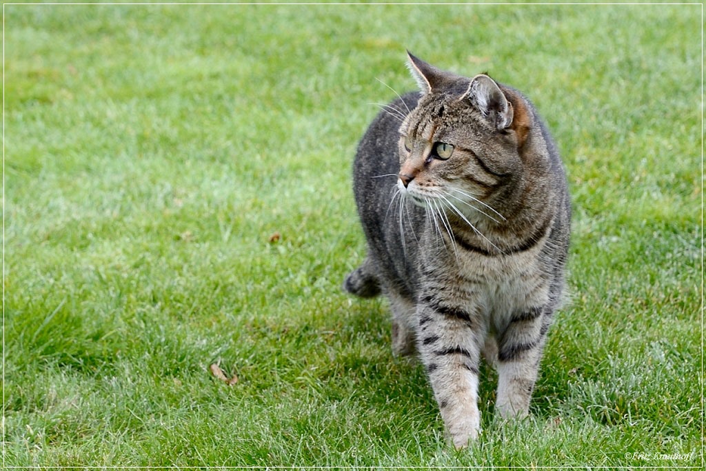 Katze auf der Pirsch