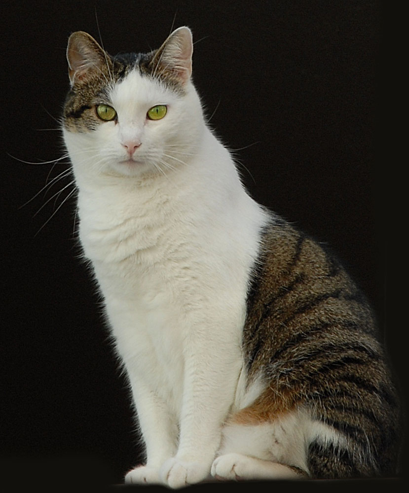 katze bodensee