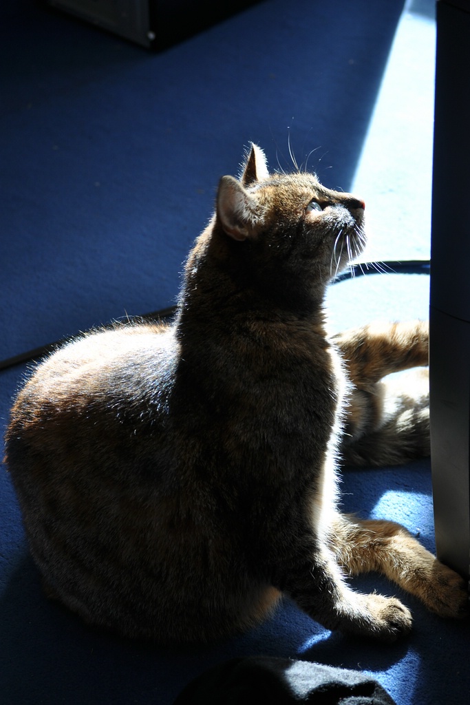 Katze im Gegenlicht

D5000 / Nikkor 55-200 VR

55.0mm / f/5.0 / 0.010s (1/100) / ISO 200