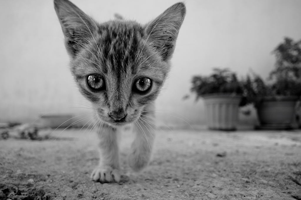 Katze in Folégandros
