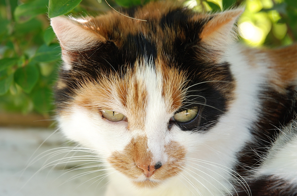 Katze.jpg
