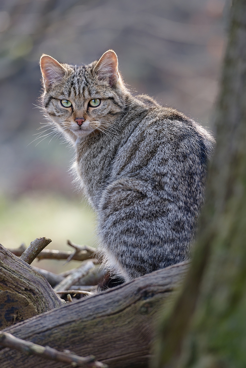 Katze.jpg