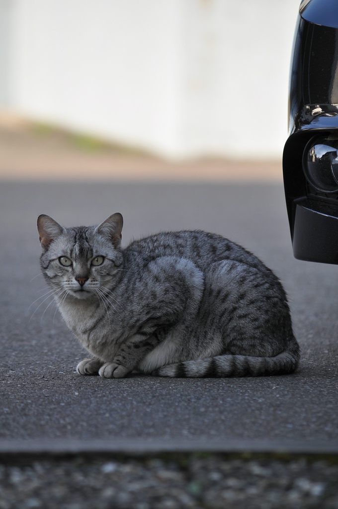 Katze, Kanten und Verläufe

D5000 / Sigma 50-150 2.8 EX DC

150.0mm / f/4.0 / 0.0025s (1/400) / ISO 200