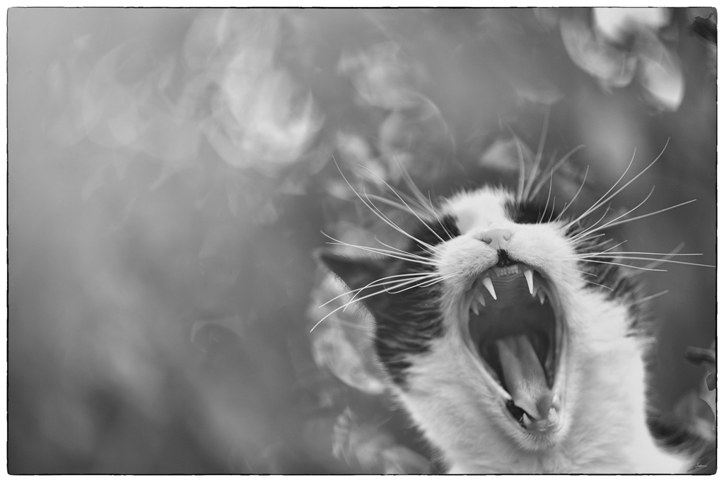 Katze PZ13564