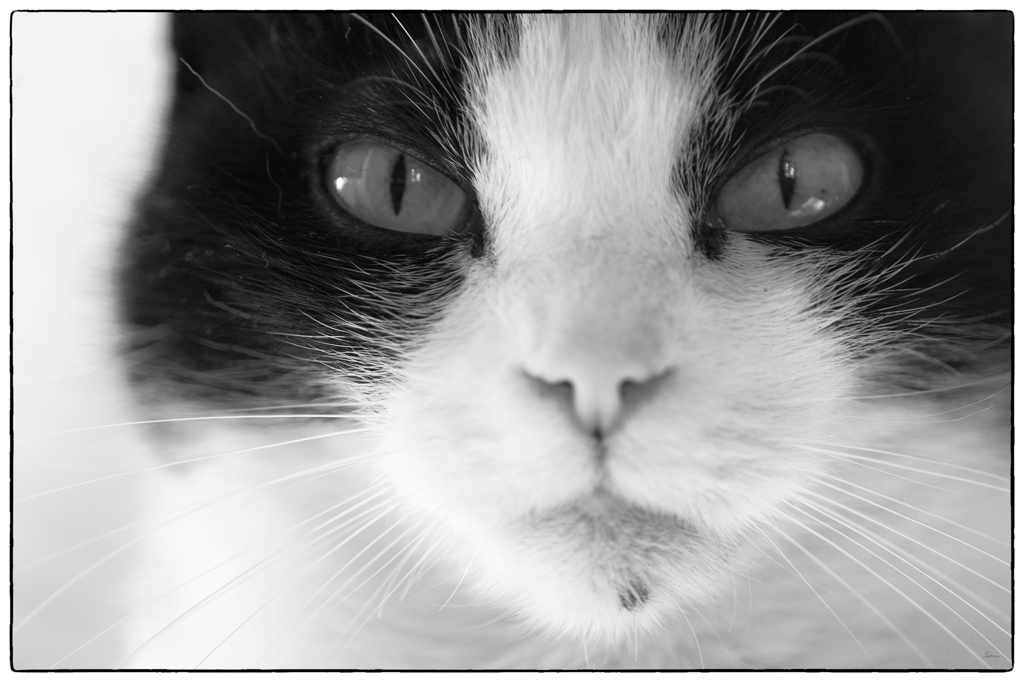 Katze PZ15332