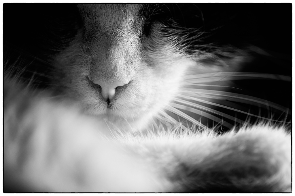 Katze PZ15341