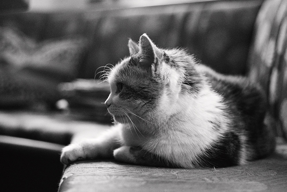 Katze SW