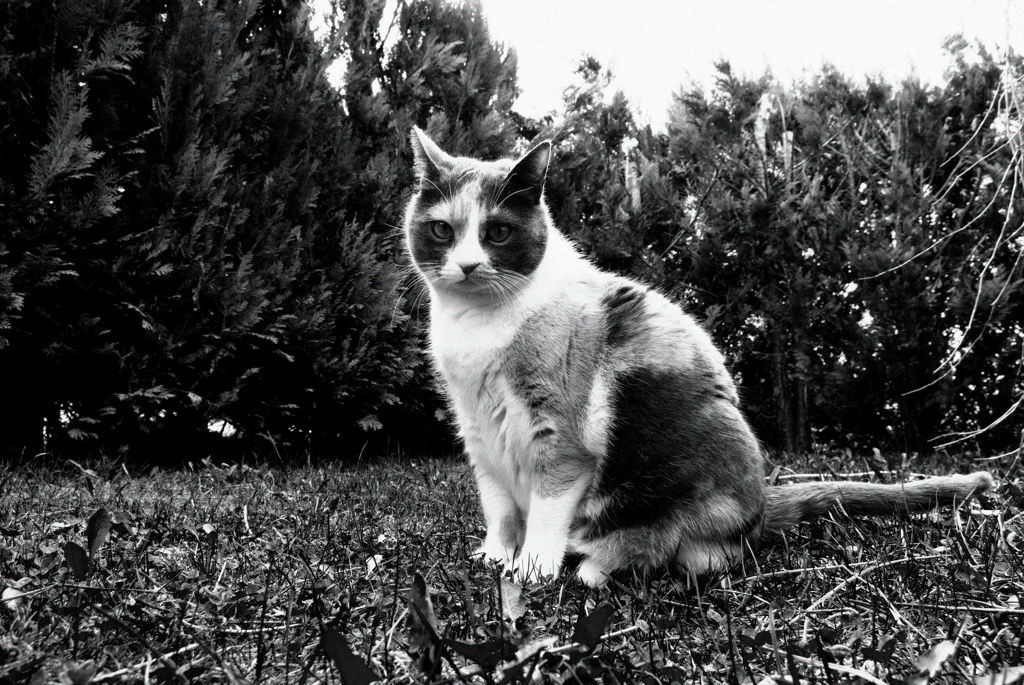Katze sw
