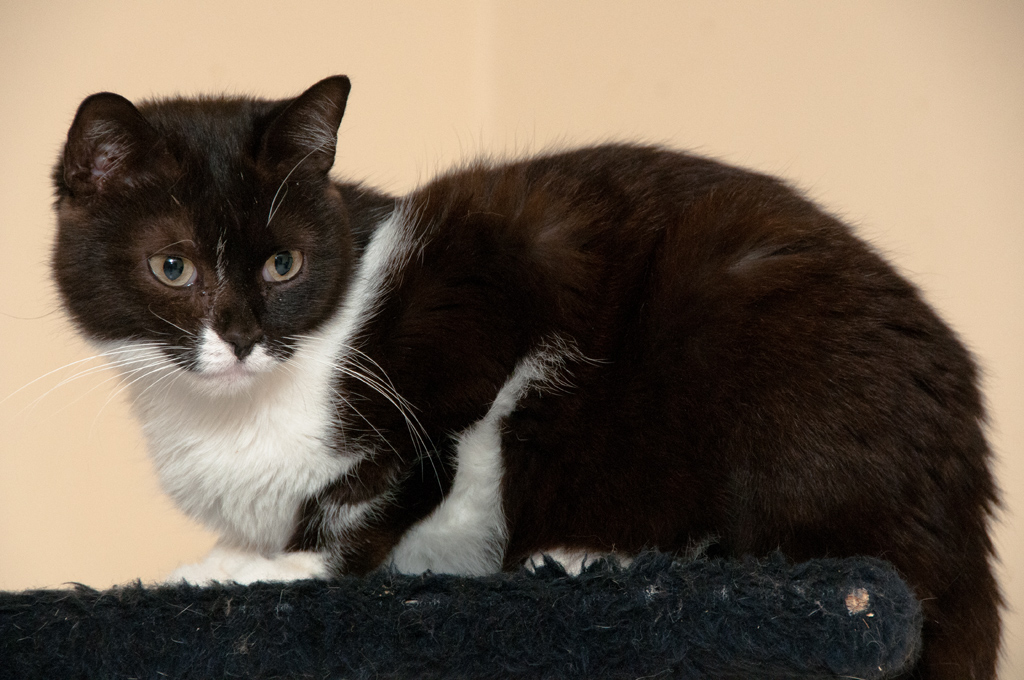 Katze von AnjaC