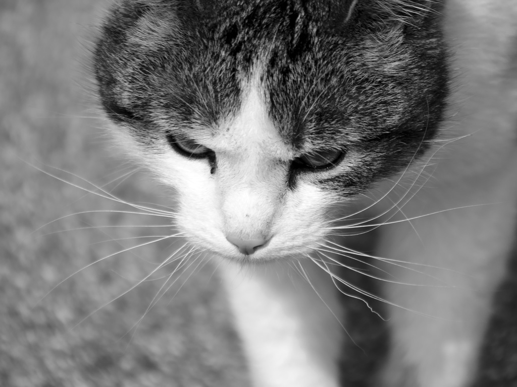 Katze