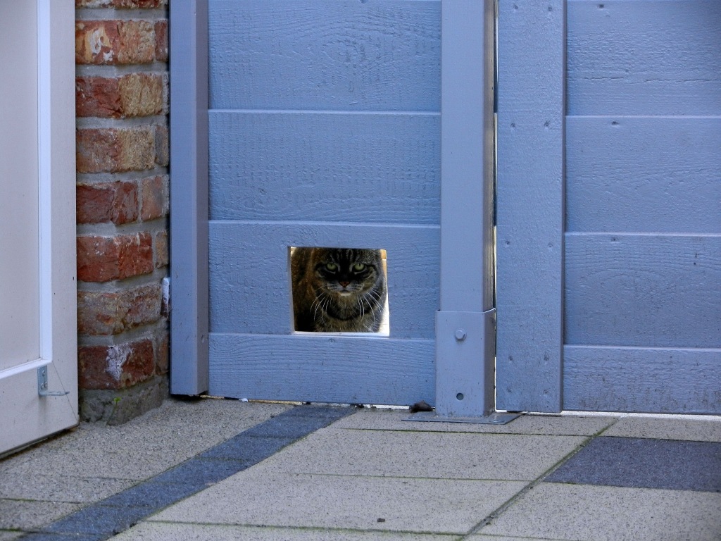 Katze