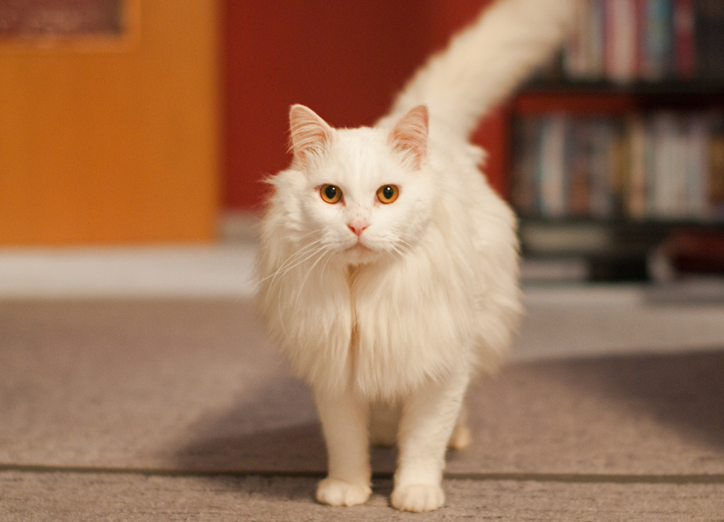 Katze