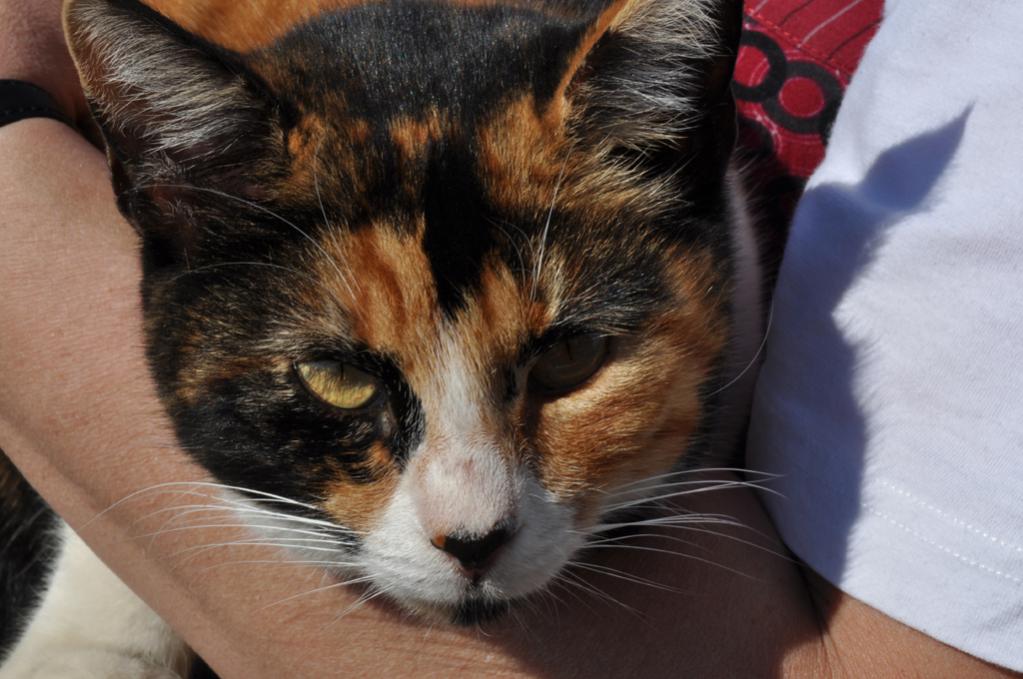 katze