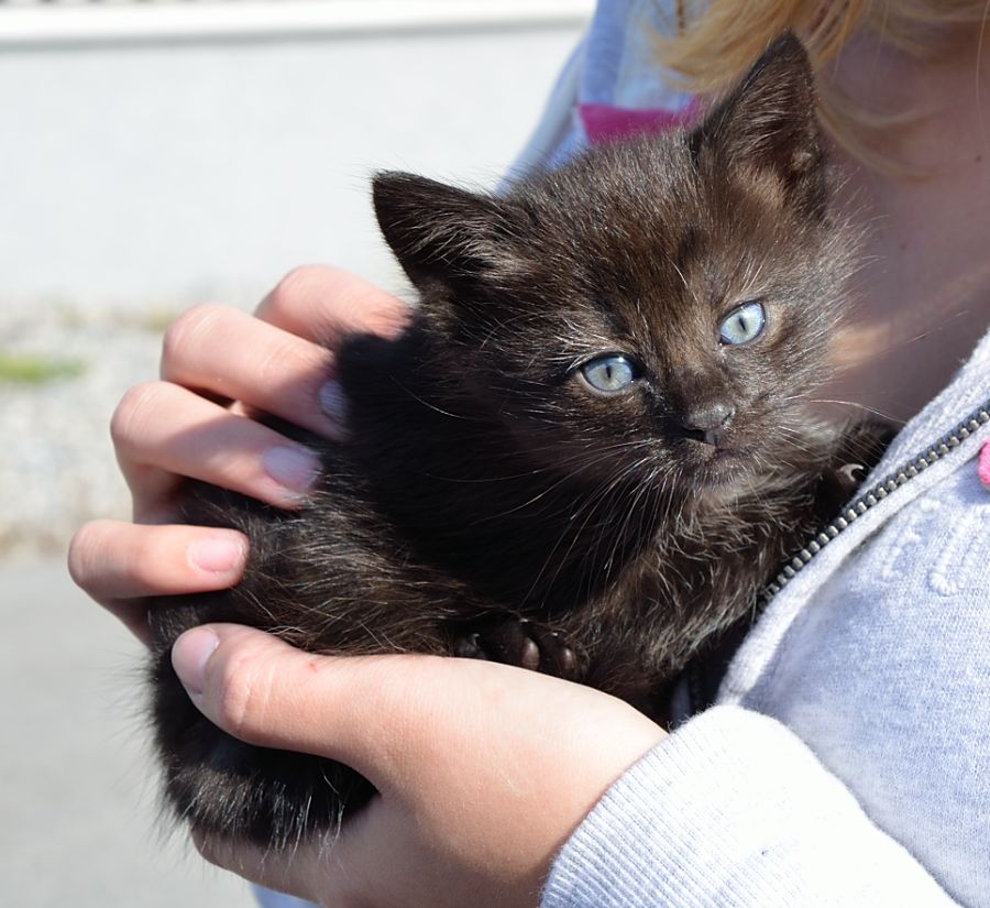 Katze