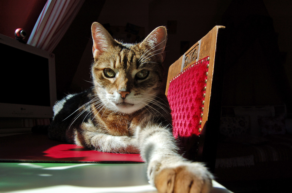 Katze