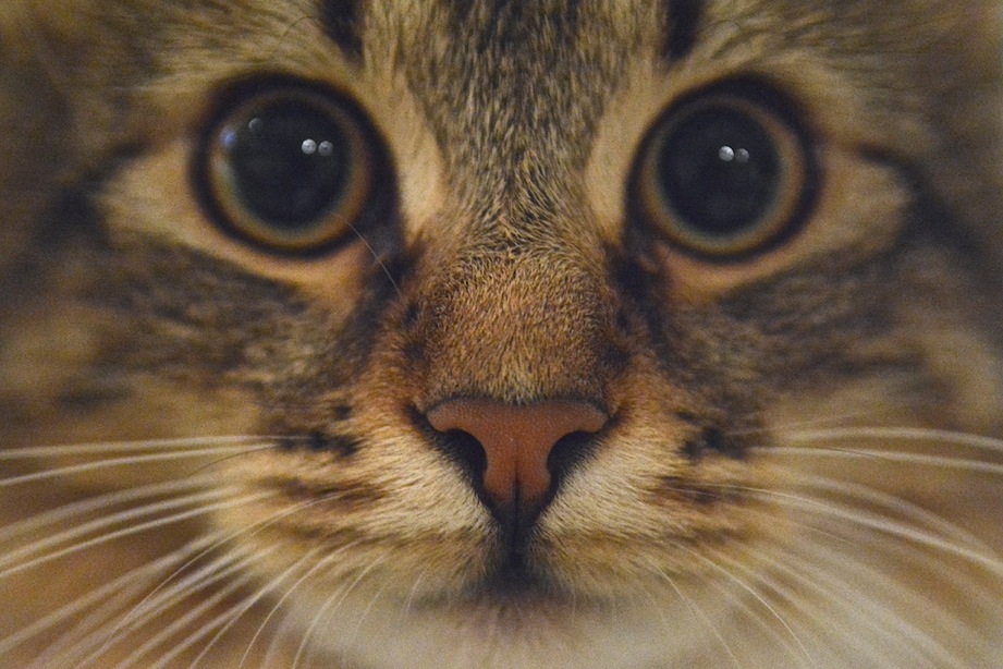 Katze