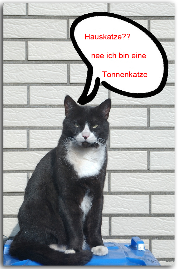 Katze