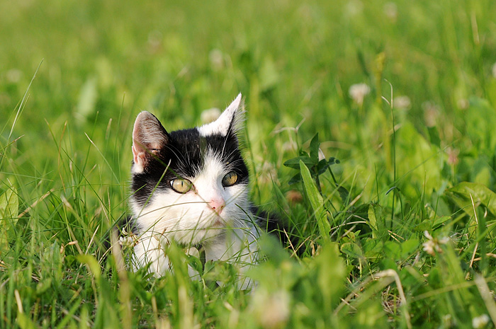 katze