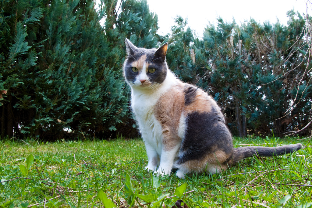 Katze