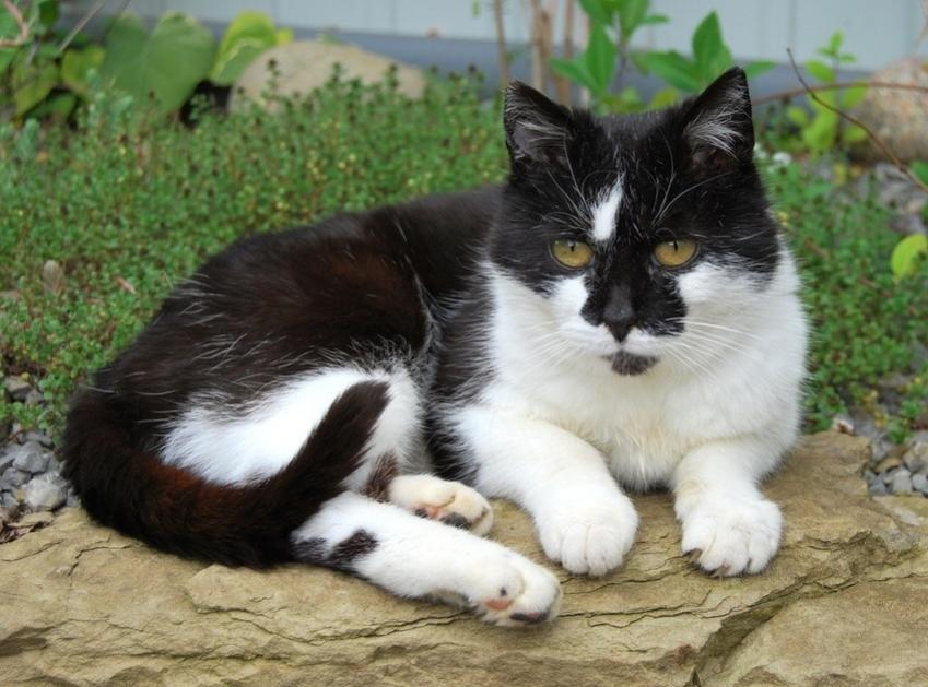 Katze