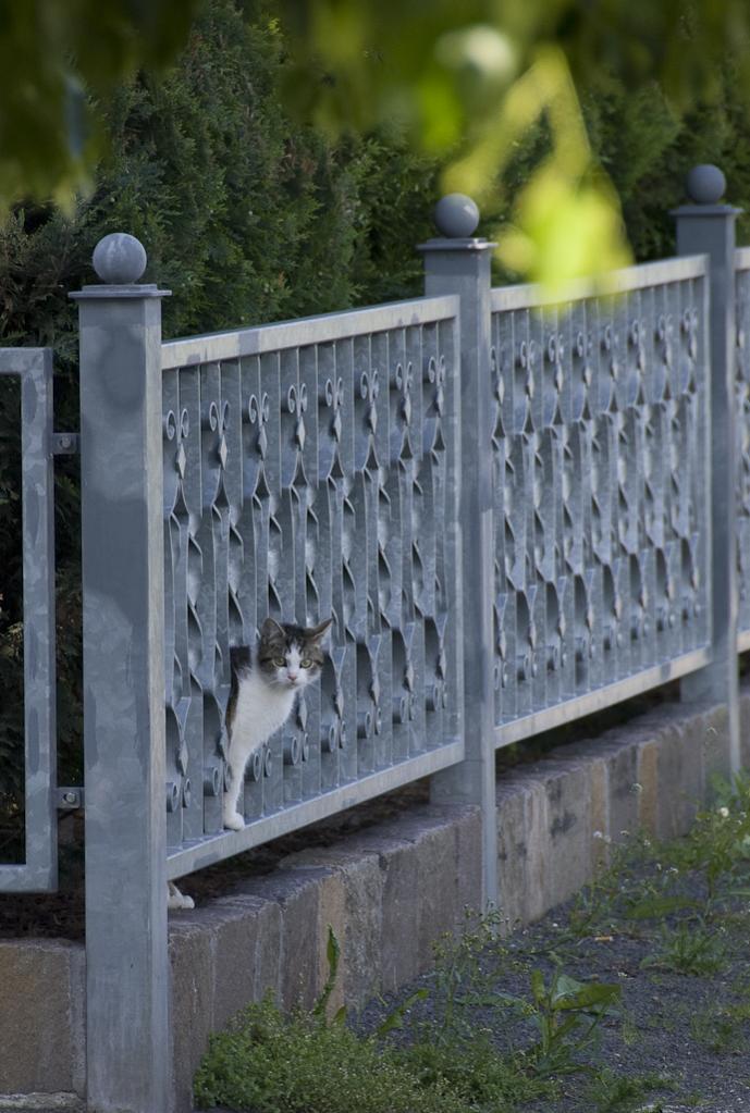 Katze