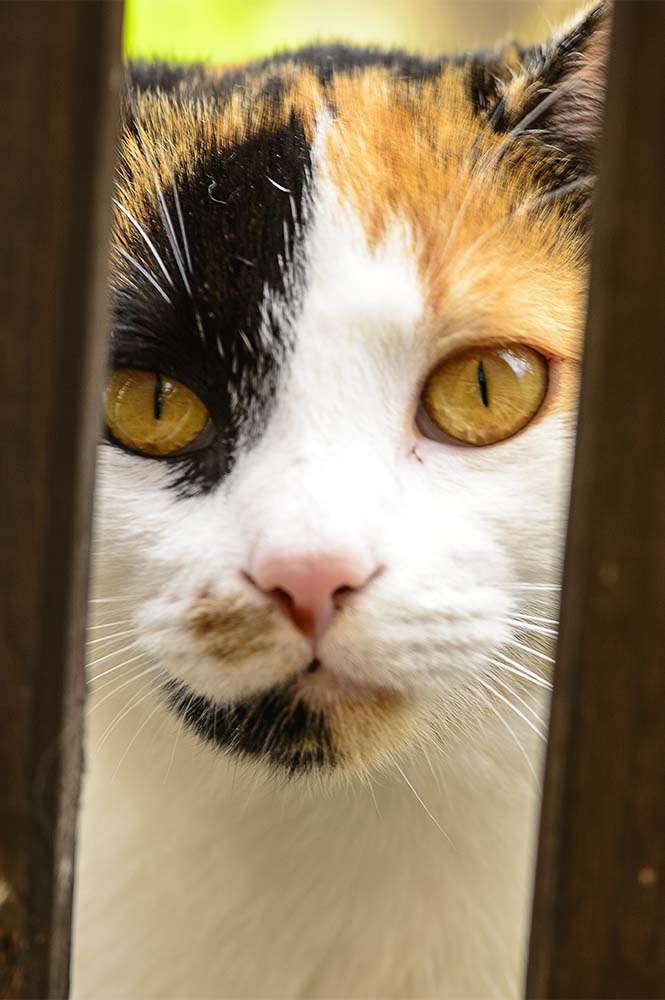 Katze1