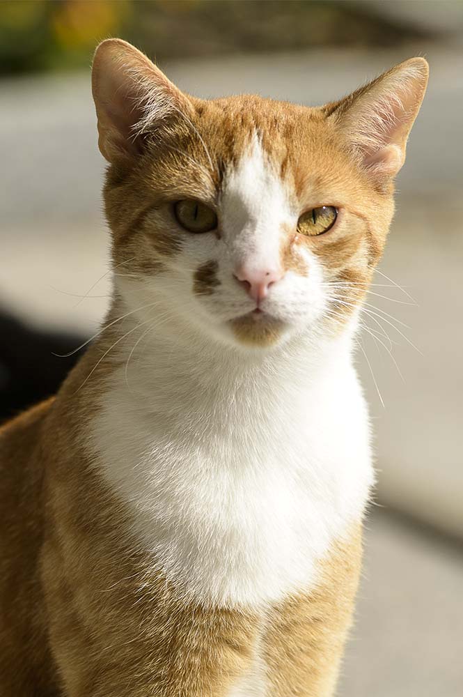 Katze2