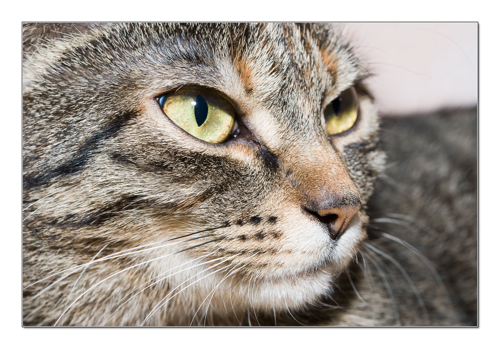 Katze2