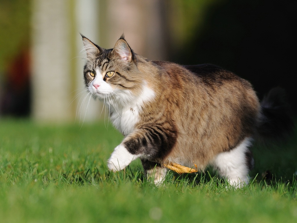 katze3