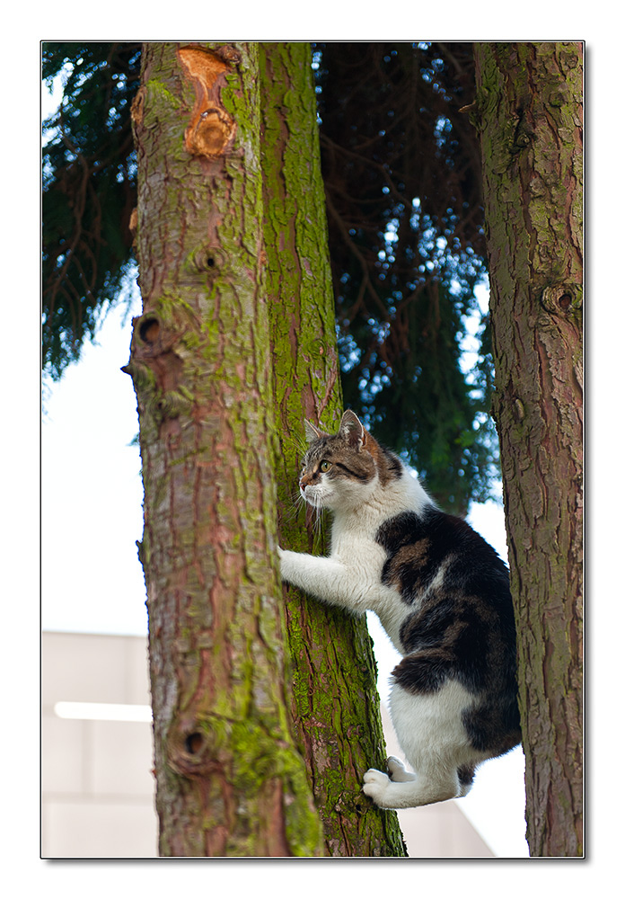 Katze3