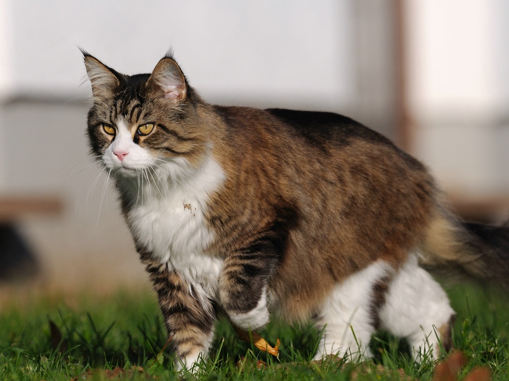 katze4