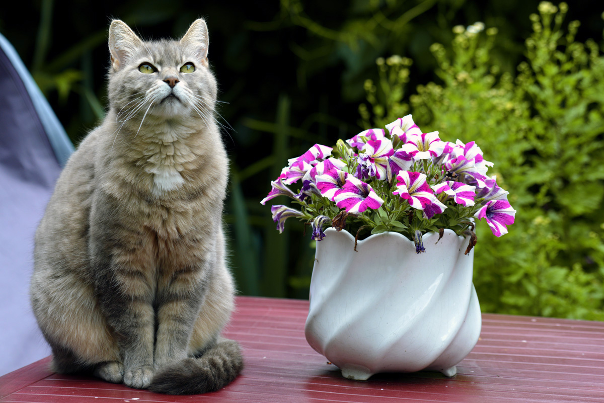 katze_tisch.jpg