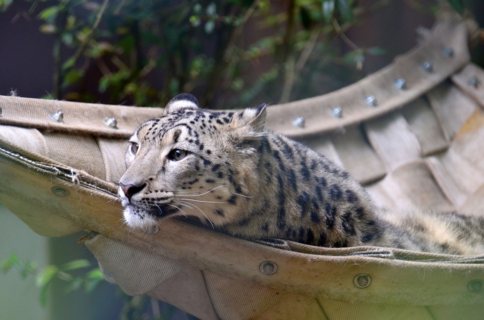 Katzen 1