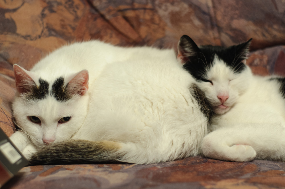 KATZEN 1665