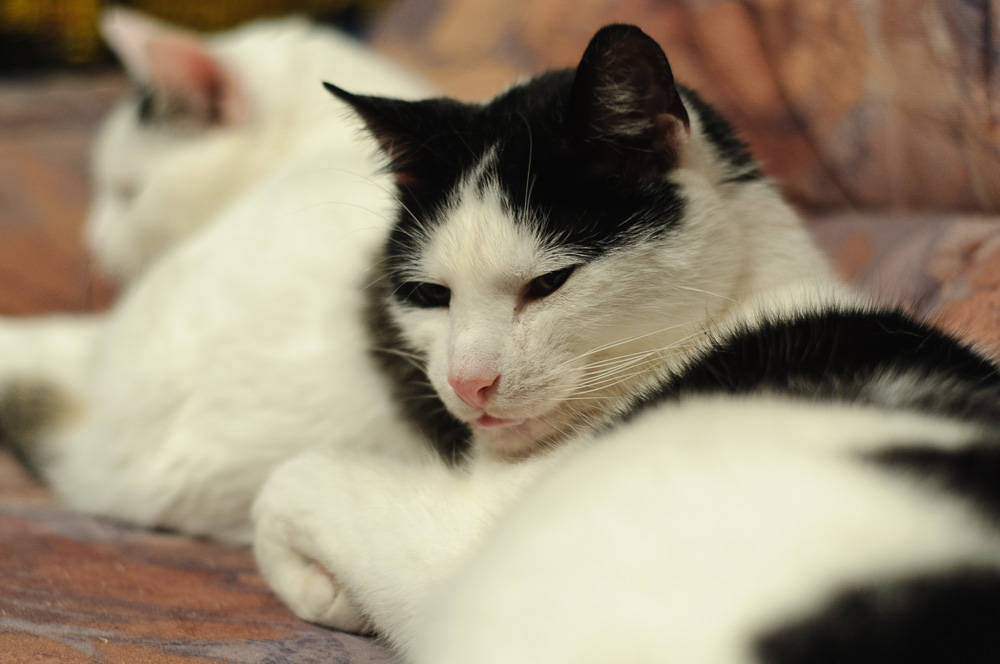 KATZEN 1666