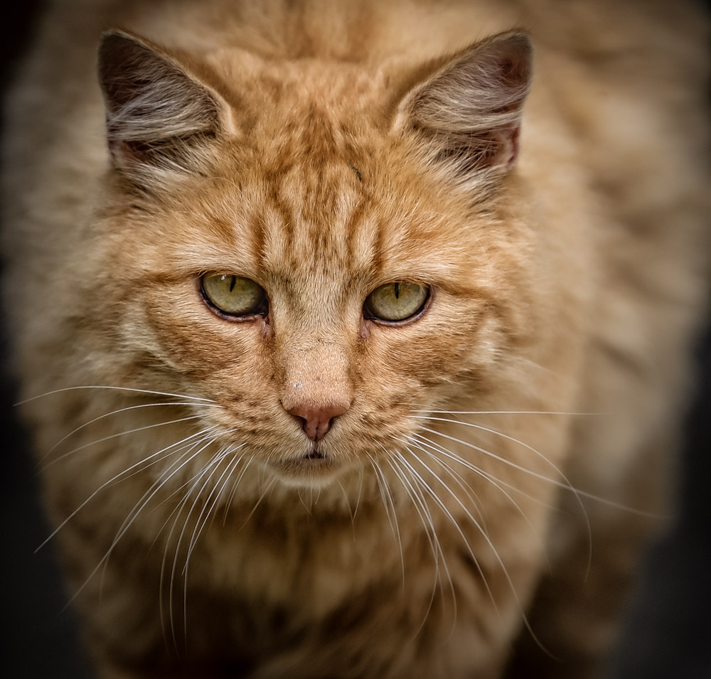 Katzen 2