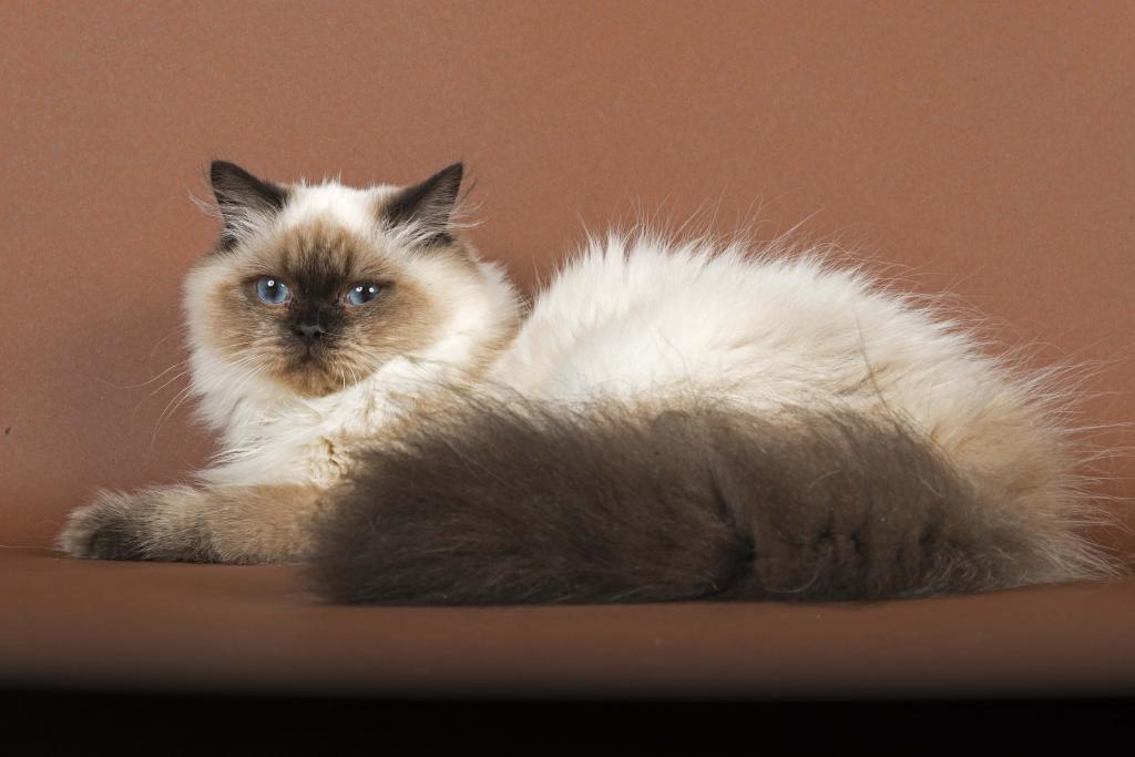Katzen BKH 2015 37353 rauscht