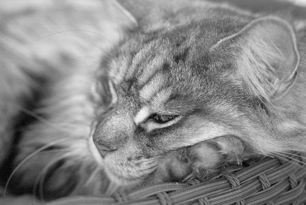 Katzen F 0006