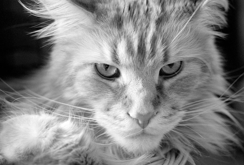 Katzen F 0015