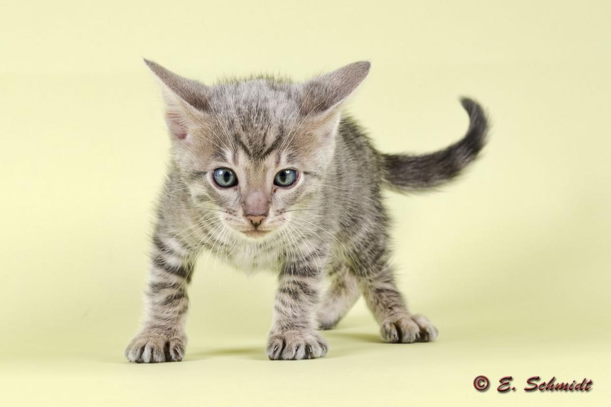 Katzen Toyger 2017 23282kc