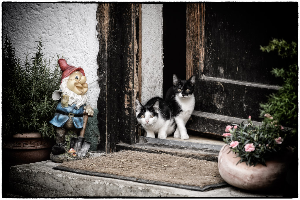 Katzen und Gartenzwerg