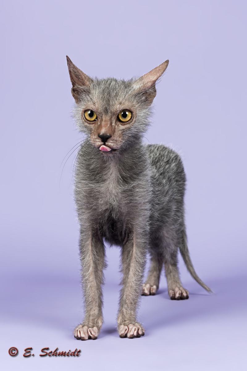 Katzen Werwolf 2016 13856kk