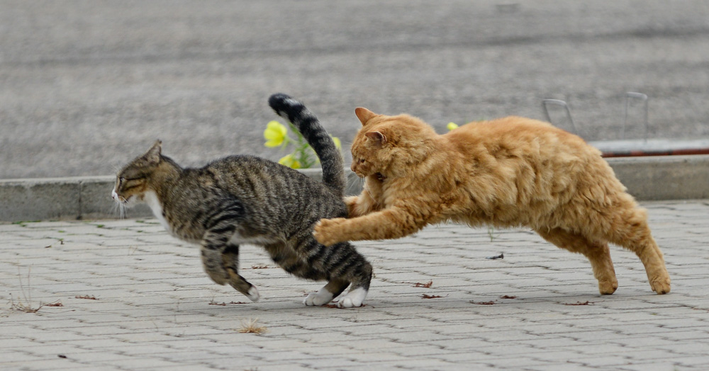 Katzen