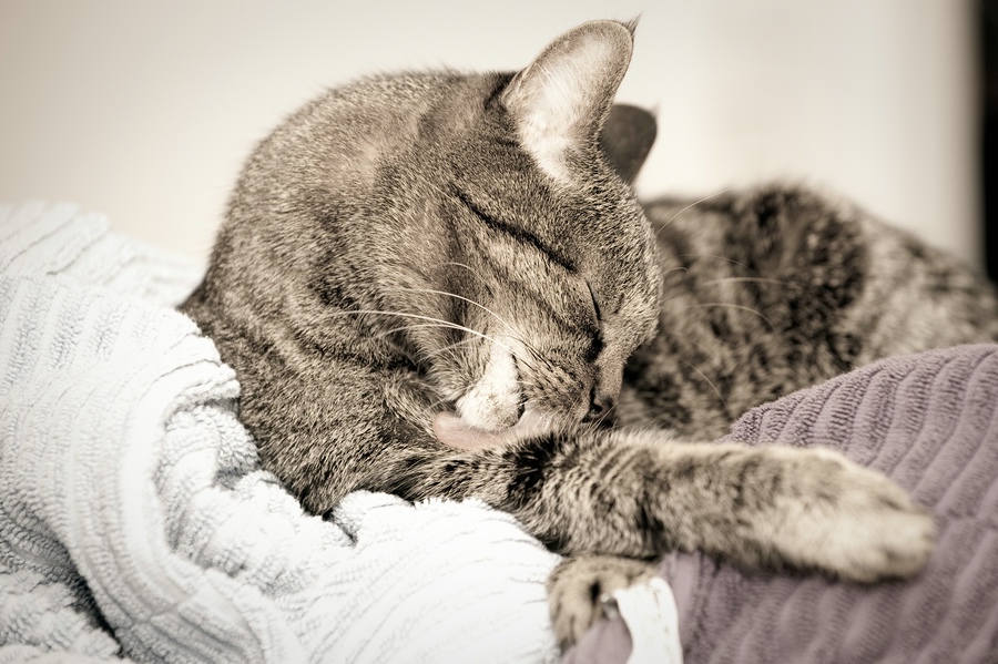 Katzen