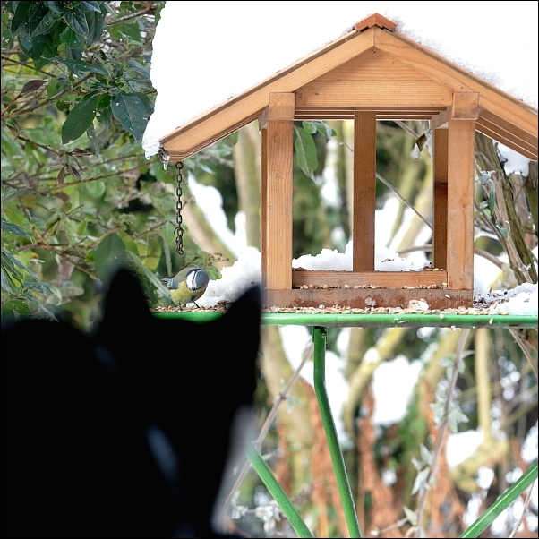 Katzenfernsehen